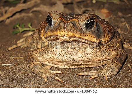 Toad's look at Costa Rica