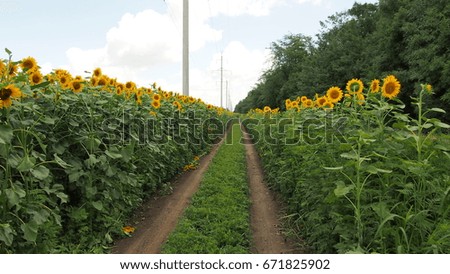 
Sunflower 
