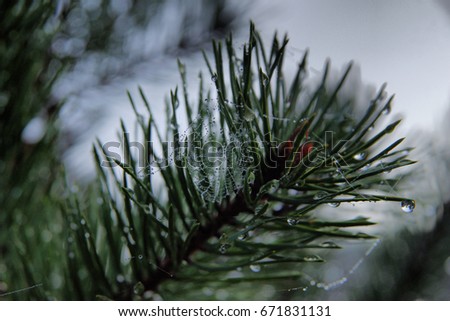 spider web in a pine tree