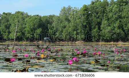 Waterlily flowers blooming on the lake with forest at spring time in Tay Ninh, Vietnam.