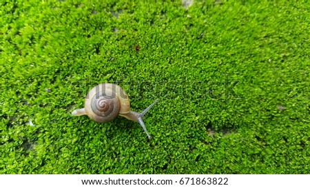 Snails crawl slowly On moss in a natural environment