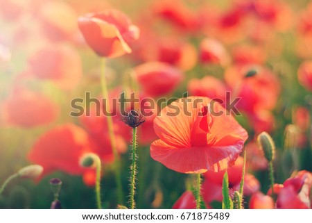 bright red poppy flowers. Soft focus. The color of the setting sun. Toned picture
