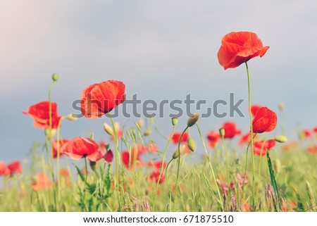 flowers red poppies. flower field. blue sky. Toned picture