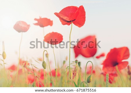flowers red poppies. flower field. blue sky. Close-up of a flower. background.Toned picture