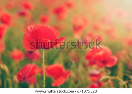 flowers red poppies. flower field. blue sky. Close-up of a flower. background. Toned picture