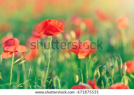 flowers red poppies. flower field. Close-up of a flower. background. Toned picture