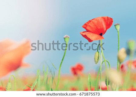 flowers red poppies. flower field. blue sky. Close-up of a flower. background. Toned picture