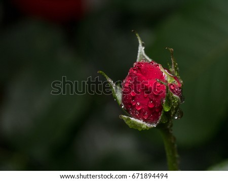 Red rose with water drops on  blurred background. Macro shot
