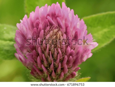 Purple clover trifolium pratense , macro, closeup