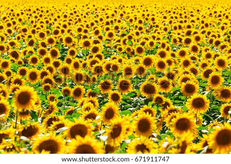 Picture of sunflower field