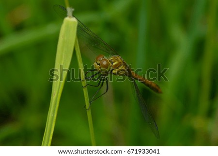 a dragon fly in the meadow
