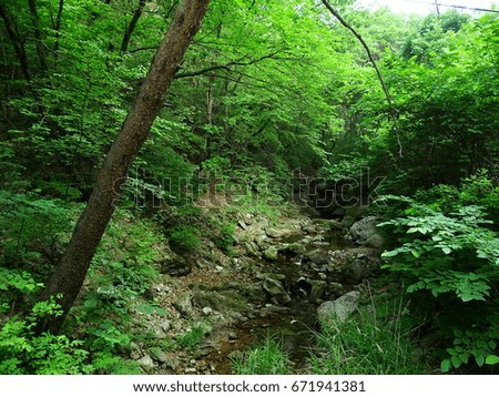 Trees, stream, and stones in dark forest in a daybreak morning
