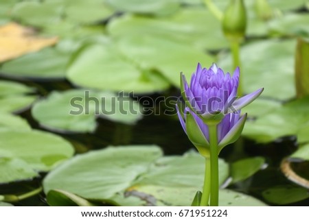 the beautiful purple lotus flower is blooming