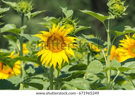 Beautiful yellow sunflower in summer