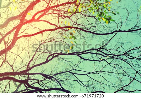 Nature autumn tree branch on sky and white clouds abstract texture background. Ecology environment and travel relax concept. Vintage tone filter effect color style. 