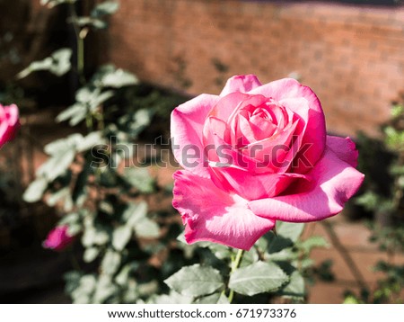 Pink Rose in Royal Project, Chiang Mai