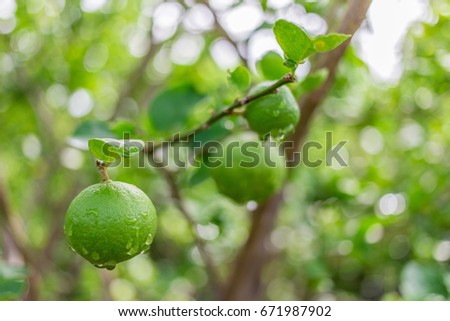 Lemon tree, lemon, dew and background blurred