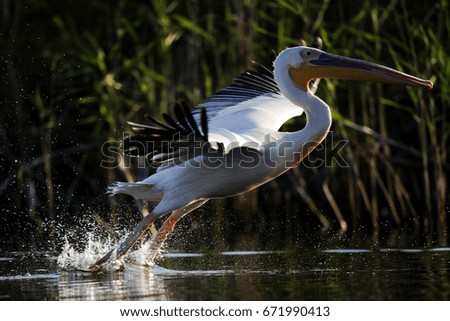 great white pelican taking off