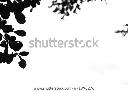 The leaves in a black and white pattern vintage style