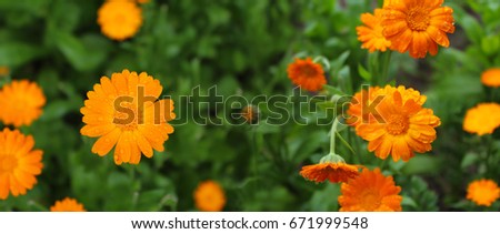 Panoramic image of flowers on a green background.