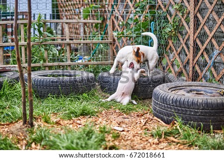 Puppy Jack russell terrier is playing in the garden on the grass with another JRT.