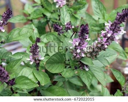 a photo of a basil plant in a garden