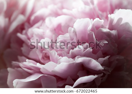 Closeup of pink peony flowers in soft blur style, vintage toned image. Shallow depth of field.
