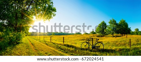 Landscape in summer with trees and meadows under bright sunshine