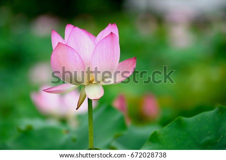 Lotus flower cheerful  blooms in summer background