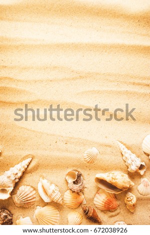 Sea Shell Copy Space Scene
