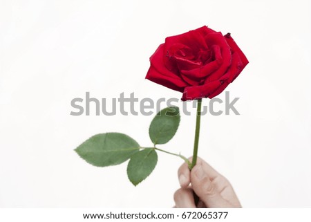 Human's hand hold the red rose isolated on the white background.