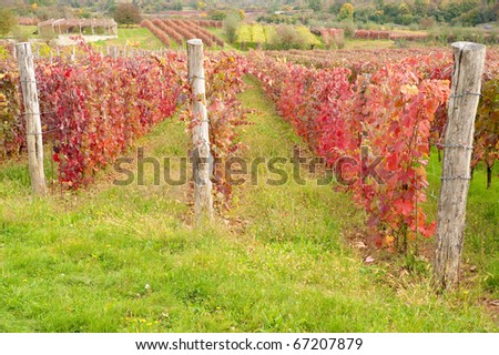 colors of vineyard in autumn