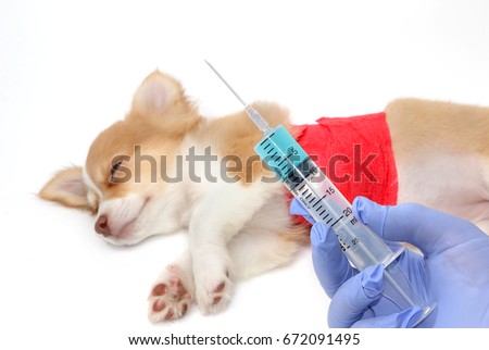 Veterinary is giving the vaccine to the Chihuahua puppy dog
