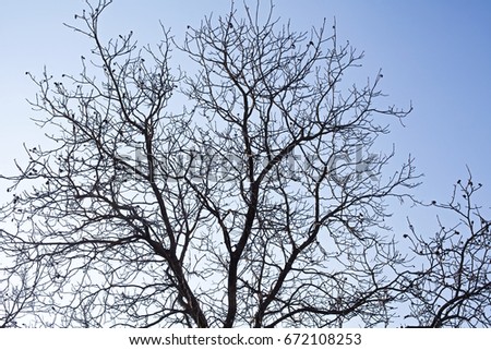 Scenic picture of dry trees and sky on transilvanian countryside at springtime
