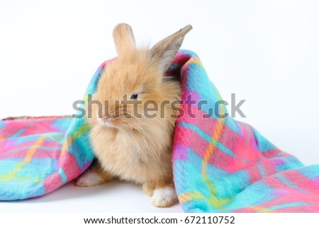 Lovely brown rabbit in colorful blanket on white background, 1 month old rabbit. selective focus.Animal concept.