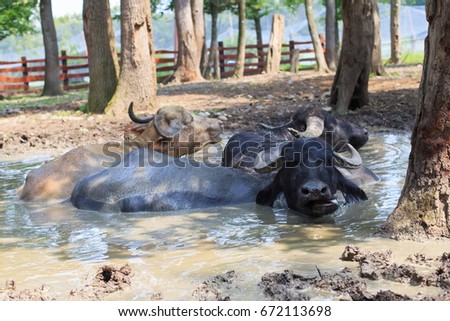 Picture of black buffallos relaxing in the mud at the Zoo