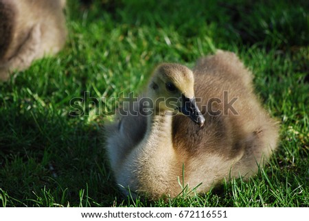 Fantastic capture of an amazing baby goose with a slightly hooked beak.
