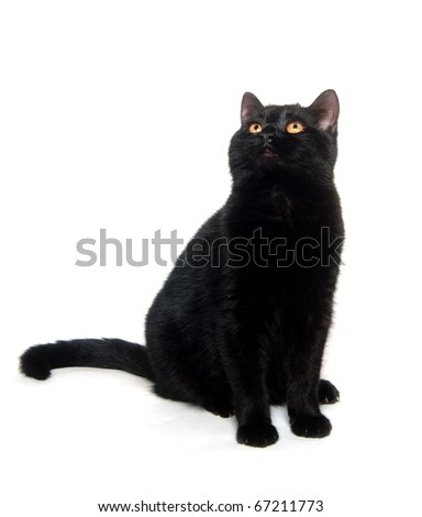 Black cat sitting and playing on white background