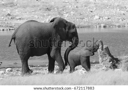 Baby elephant and big elephant in the savannah of the Etosha national park in Namibia. Black and white picture.