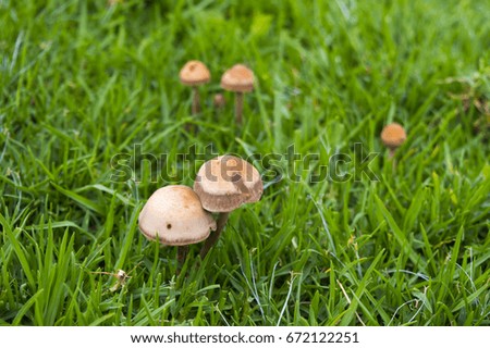 yellow mushroom and grass