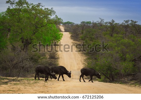 African Buffalo crossing a hilly dirt road surrounded by beautiful green acacia bushes and trees, South Africa