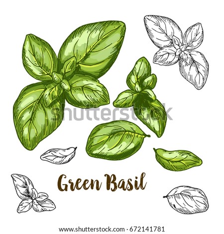 Full color realistic sketch illustration of green basil, vector illustration Royalty-Free Stock Photo #672141781