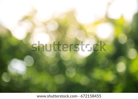 Blurred of the leaves , Beautiful green Bokeh light in summer nature , abstract blur image background