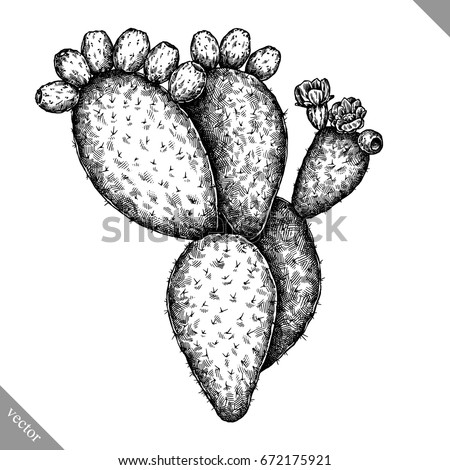 Engrave isolated prickly pear hand drawn graphic vector illustration Royalty-Free Stock Photo #672175921