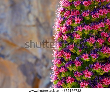 Close up of Tajinaste flower (Echium wildpretii) growing in Teide National park,Tenerife,Canary Islands.Selective focus.