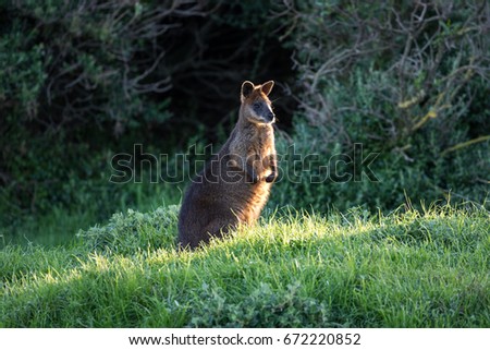 Closer look at a wallaby in the grass with sun on it