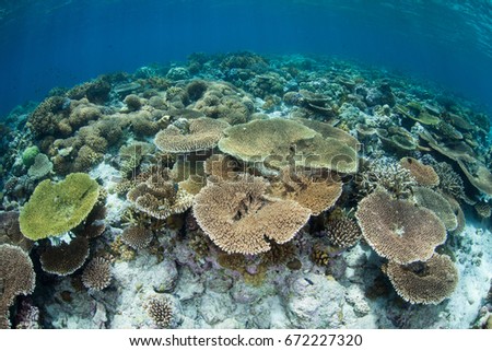 A healthy coral reef grows in the shallow waters of Wakatobi National Park, Indonesia. This region is known for its spectacular marine biodiversity.