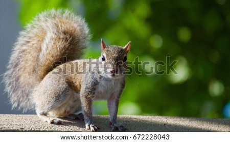 Squirrel Royalty-Free Stock Photo #672228043
