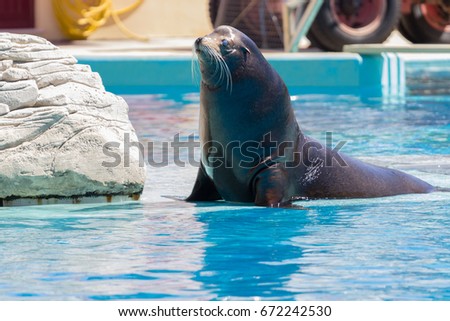 Sea Lion  Royalty-Free Stock Photo #672242530
