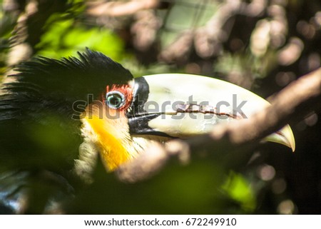 Toucan (Ramphastos dicolorus) in Foz of Iguassu